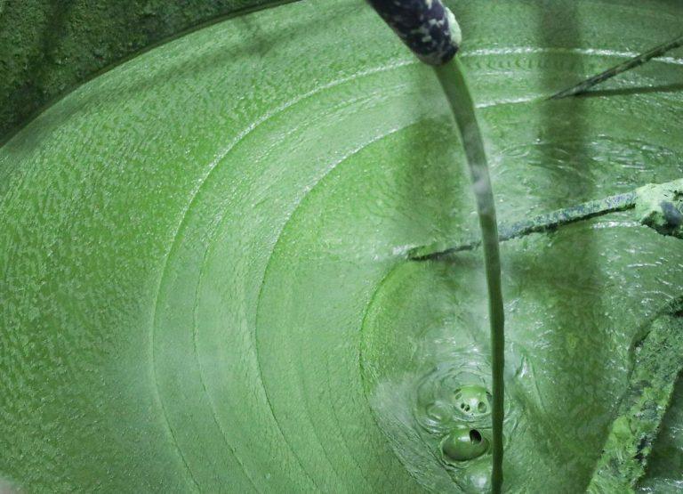 Savon d'Alep - Maison du Laurier